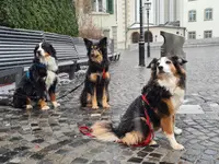 Hundeschule Barts - Klicken Sie, um das Bild 9 in einer Lightbox vergrössert darzustellen