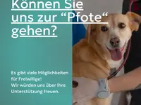 Tierschutzverein Amriswil und Umgebung