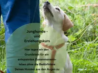 Hundetraining Dog Know How