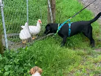 Hundeschule Barts - Klicken Sie, um das Bild 11 in einer Lightbox vergrössert darzustellen