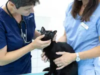 Kleintierpraxis Vivavet GmbH