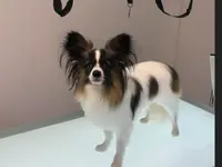 Hundesalon Isidora