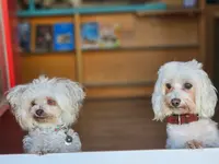 Hundeshop 4 Pfoten Andrea Huber - Klicken Sie, um das Bild 2 in einer Lightbox vergrössert darzustellen