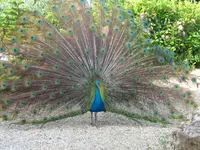 le Promeneur