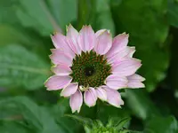 Genossenschaft Berner Blumenbörsen
