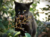 Società Protezione Animali Locarno e Valli