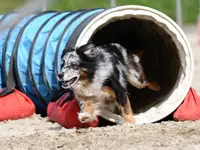 Tierklinik Rhenus AG - cliccare per ingrandire l’immagine 14 in una lightbox