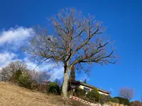 astwerk baumpflege - Klicken Sie, um das Bild 4 in einer Lightbox vergrössert darzustellen