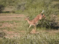 A + M Africa Tours GmbH