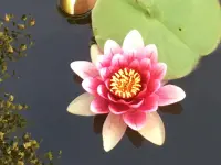 Baumann Gartenbau AG