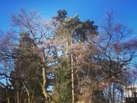 EQUILIBRE SOINS AUX ARBRES