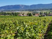 Domaine des Bonnettes - Vin Genève Suisse - Klicken Sie, um das Bild 3 in einer Lightbox vergrössert darzustellen