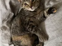 Studio Veterinario Ghiringhelli