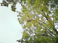 EQUILIBRE SOINS AUX ARBRES - Klicken Sie, um das Bild 14 in einer Lightbox vergrössert darzustellen