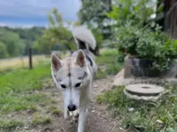 Vanessa Rieder, VanJara-Dogtraining - Klicken Sie, um das Bild 7 in einer Lightbox vergrössert darzustellen