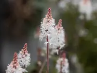 Blüten-Bijou GmbH