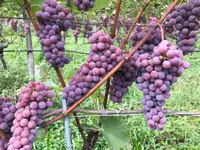 La Bottega Secondo Natura di Olivone