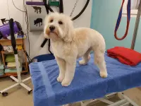 Hundesalon Zolli