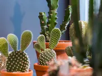 Au Bouquet - Klicken Sie, um das Bild 8 in einer Lightbox vergrössert darzustellen