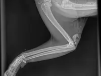 Studio Veterinario Ghiringhelli