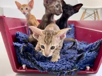 Katzen-Praxis.ch