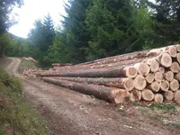 Passion Forêt Sàrl