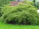 Spörri Sigmund