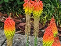 BRÜHWILER-GARTENBAU, BAUMPFLEGE