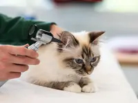 Katzen-Praxis.ch