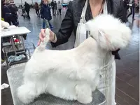 Hundesalon Toxi Horgen - Klicken Sie, um das Bild 6 in einer Lightbox vergrössert darzustellen