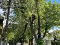 Arbre & Co Sàrl
