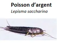 Desinfexion Service Sàrl