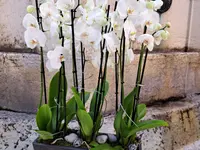 Déco'Nad Nadine Fallet-Monnat