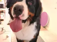 Hundesalon Trendy Dog