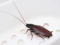 NOCIBILIS Désinfection Sàrl