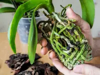 Orchidable di Andrea Martina