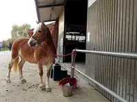 L.deRham Equitation - Klicken Sie, um das Bild 4 in einer Lightbox vergrössert darzustellen