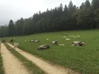 Ferme-Restaurant Pierreberg - Klicken Sie, um das Bild 9 in einer Lightbox vergrössert darzustellen