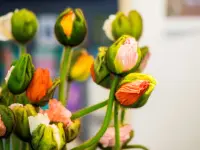 Blumen Graf GmbH und T PUNKT