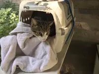 Hôtel pour chats 'Le Clozaley'