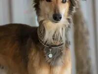 HDZ Hundezentrum - Klicken Sie, um das Bild 18 in einer Lightbox vergrössert darzustellen