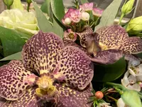 Aux Arcades fleurs