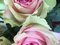 Blumengeschäft riedland.ch