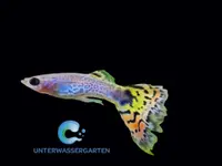 Unterwassergarten Tanner