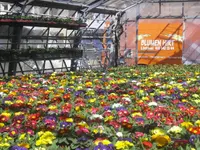 Blumen Hirt