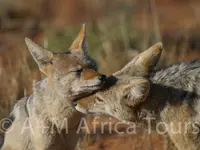 A + M Africa Tours GmbH