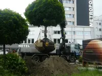 Köhn Gartenbau AG - Klicken Sie, um das Bild 2 in einer Lightbox vergrössert darzustellen