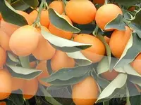 Blumenland Schweiz AG