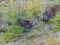 Schweizerischer Nationalpark - Klicken Sie, um das Bild 14 in einer Lightbox vergrössert darzustellen