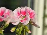 Zimmermann Flaach AG Blumen & Gartenbau - Klicken Sie, um das Bild 4 in einer Lightbox vergrössert darzustellen